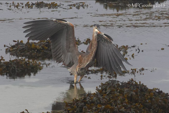 Great Blue Heron