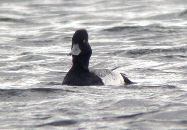 Lesser Scaup