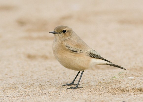 Desert Wheatear