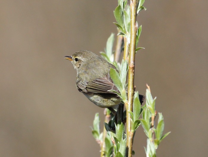 Chiffchaff