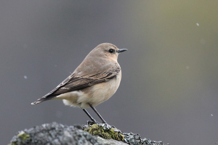 Wheatear