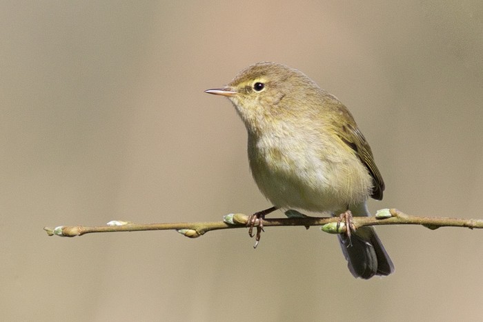 Chiffchaff