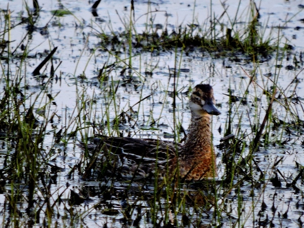 Garganey