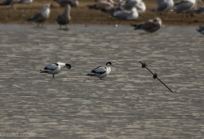 Avocet