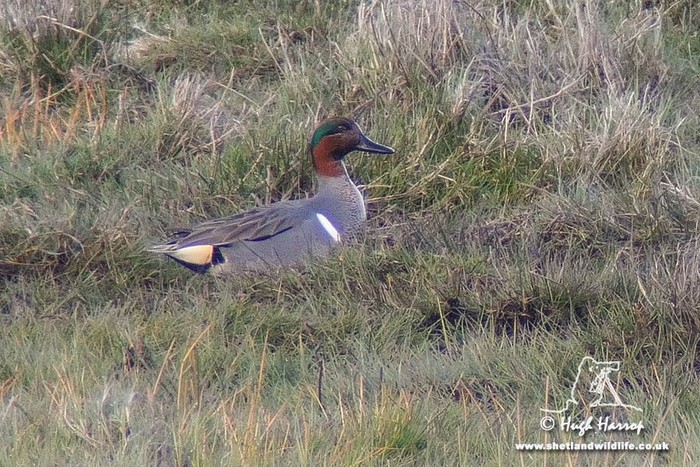 Green-winged Teal
