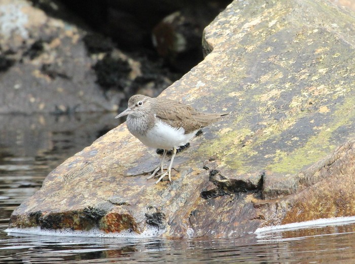 Common Sandpiper