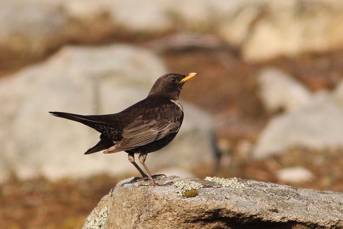 Ring Ouzel