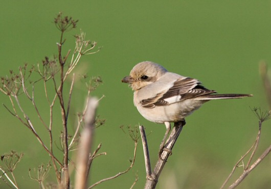 Steppe Grey Shrike