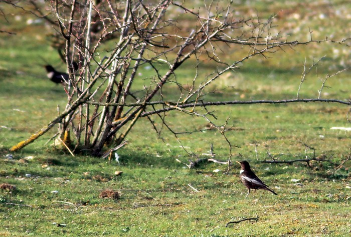 Ring Ouzel