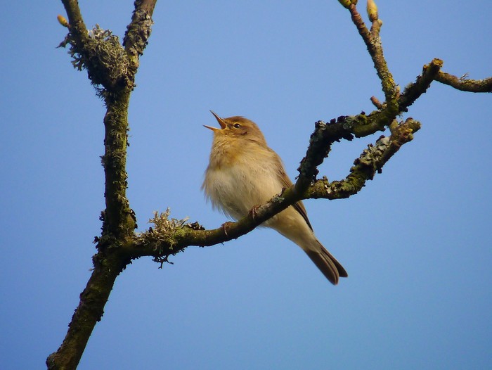Chiffchaff