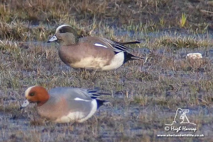 American Wigeon