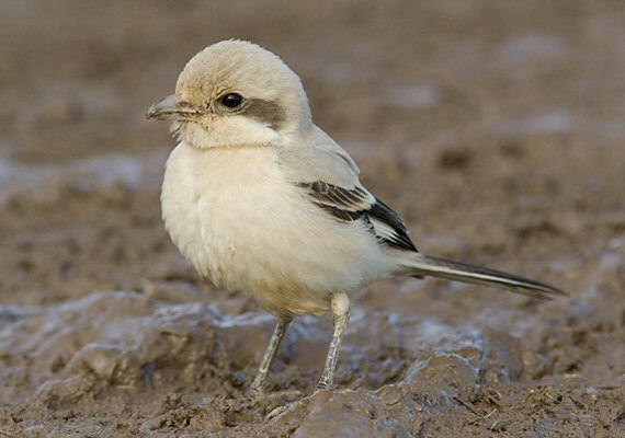 Steppe Grey Shrike