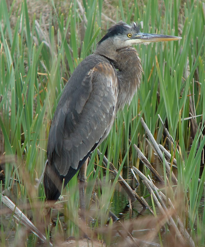 Great Blue Heron