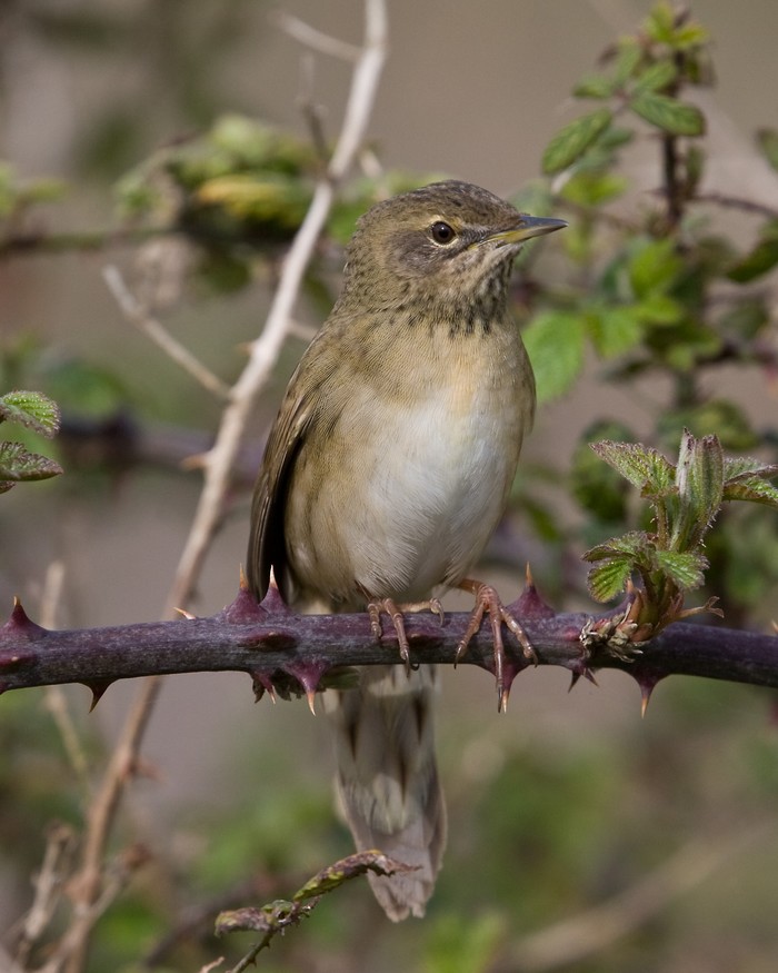Grasshopper Warbler