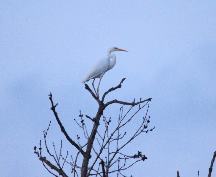 Great White Egret