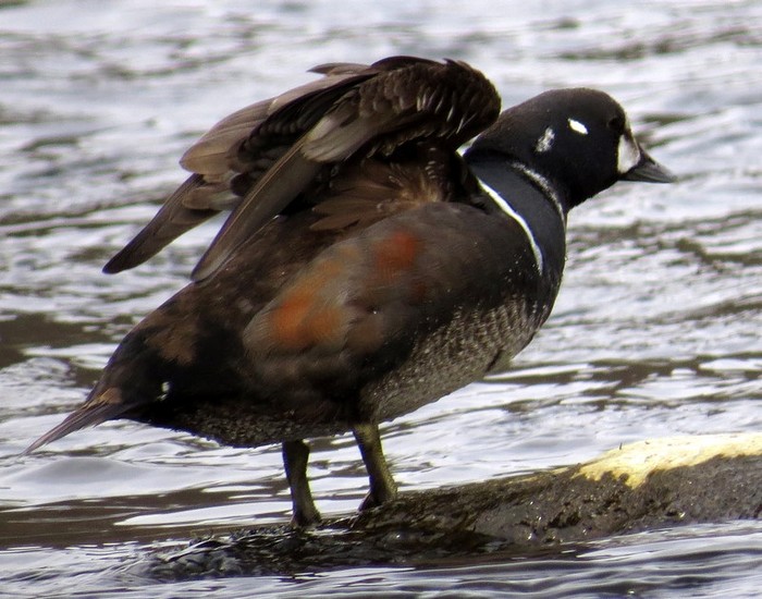 Harlequin Duck