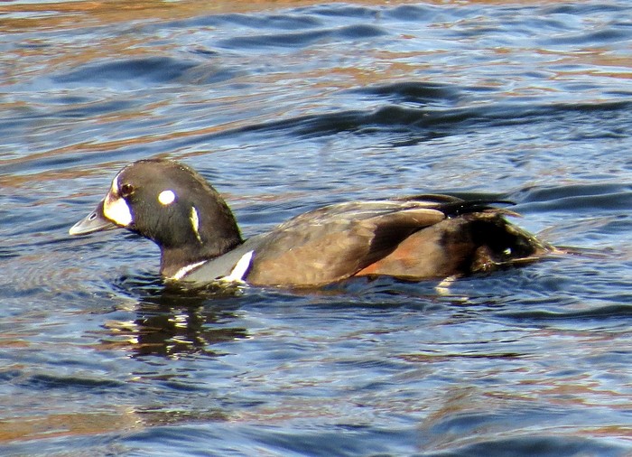 Harlequin Duck