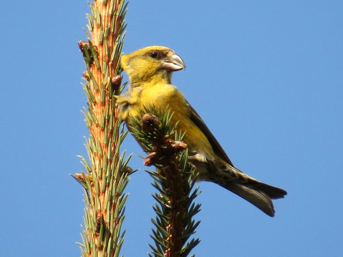 Common Crossbill