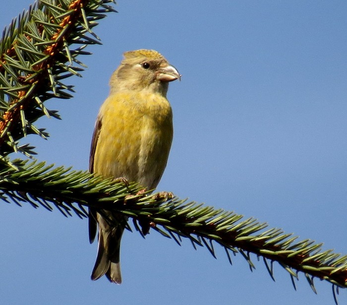 Common Crossbill