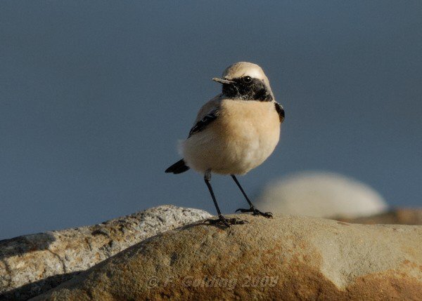 Desert Wheatear
