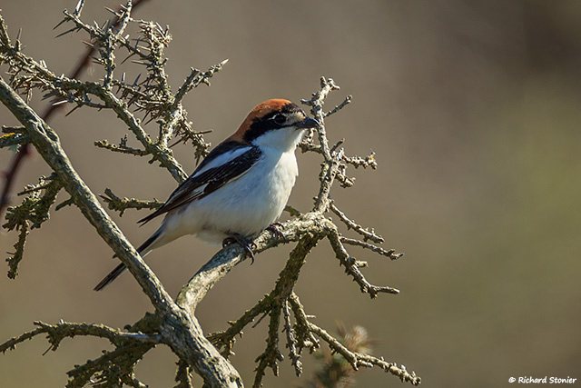 Woodchat Shrike