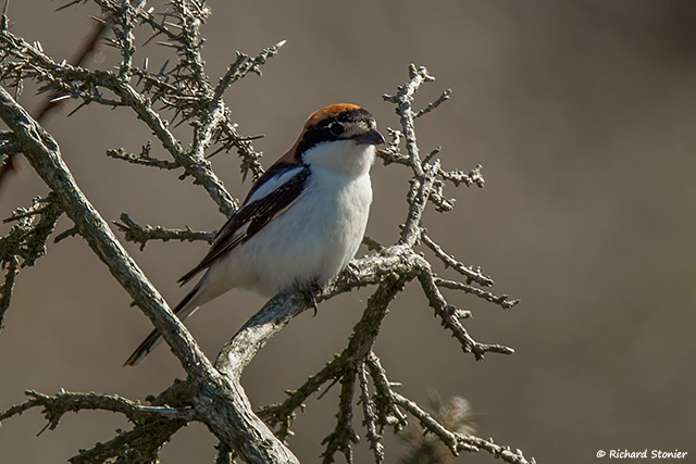 Woodchat Shrike