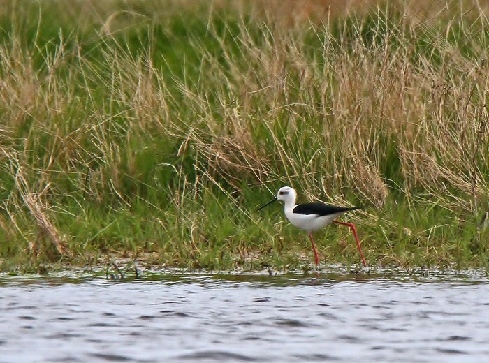 Black-winged Stilt