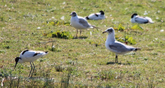 Mediterranean Gull