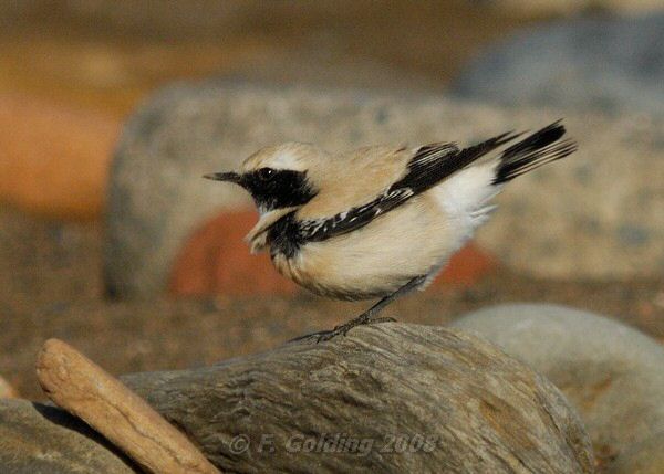 Desert Wheatear