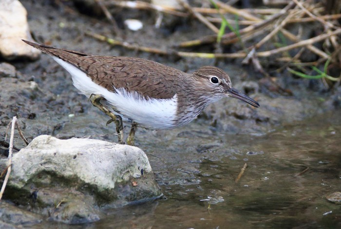 Common Sandpiper