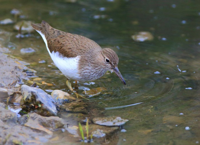 Common Sandpiper