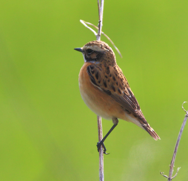 Whinchat
