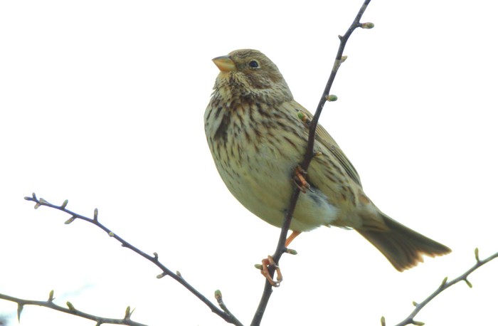 Corn Bunting
