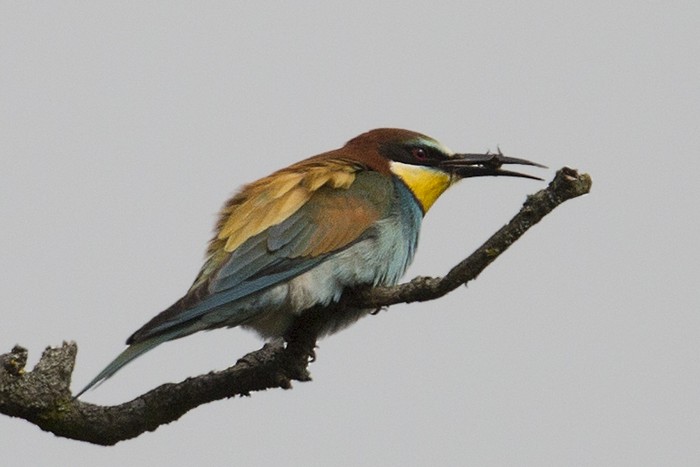 Bee-eater