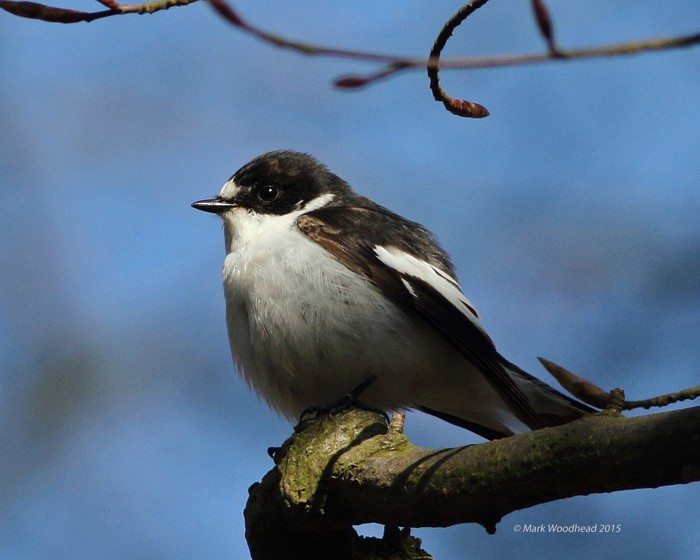 Pied Flycatcher