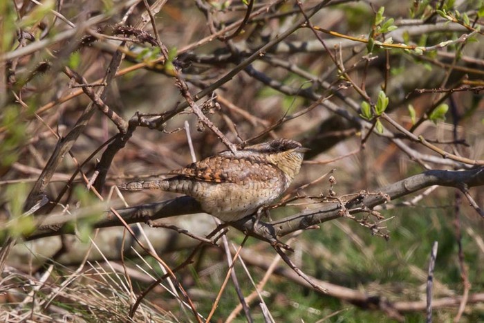 Wryneck