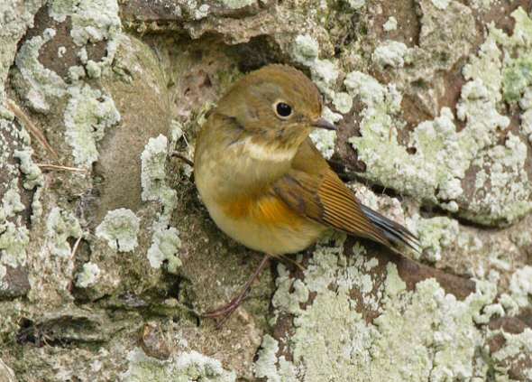 Red-flanked Bluetail
