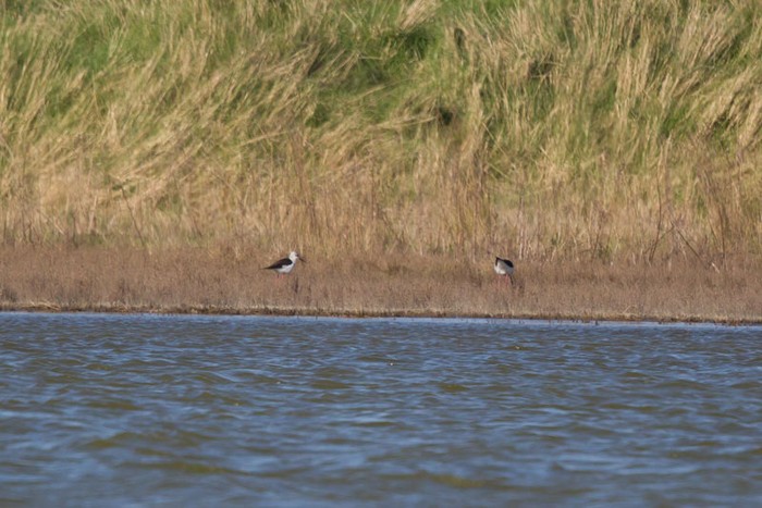 Black-winged Stilt