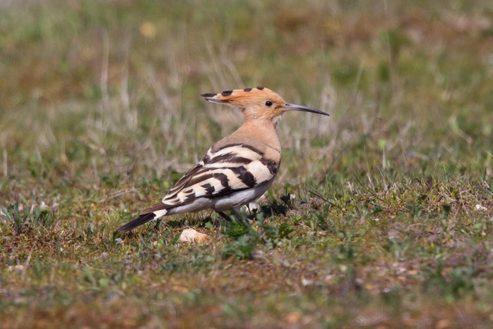 Hoopoe