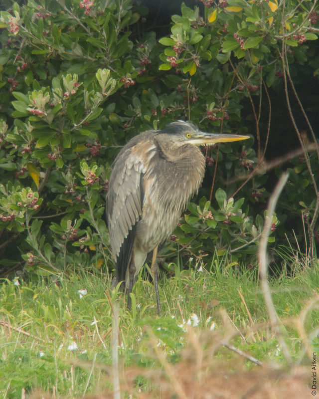 Great Blue Heron