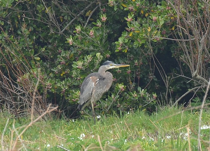 Great Blue Heron