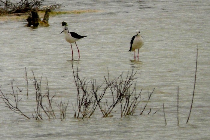 Black-winged Stilt