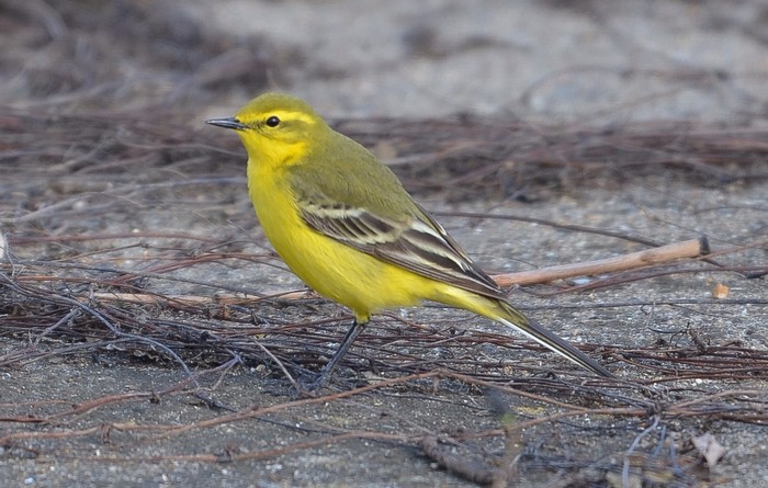 Yellow Wagtail
