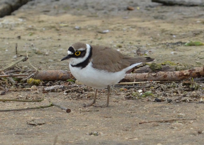 Little Ringed Plover