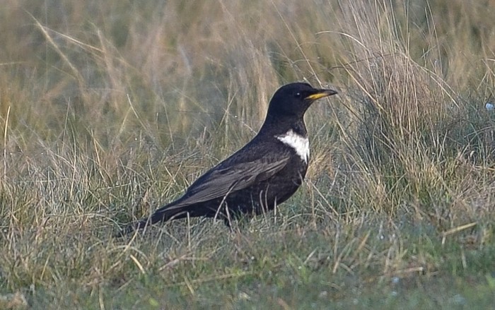 Ring Ouzel