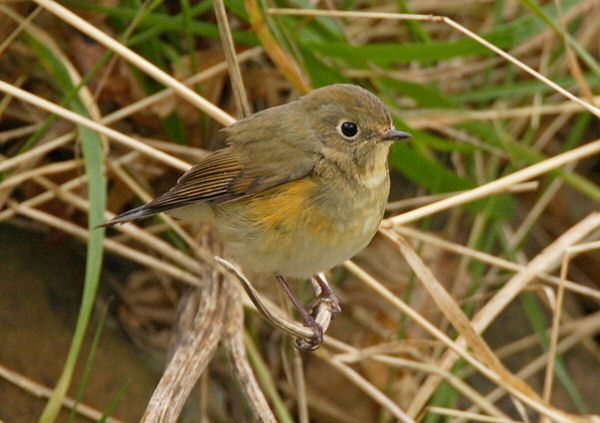 Red-flanked Bluetail