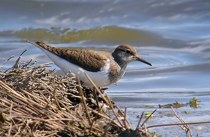 Common Sandpiper