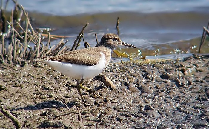 Common Sandpiper