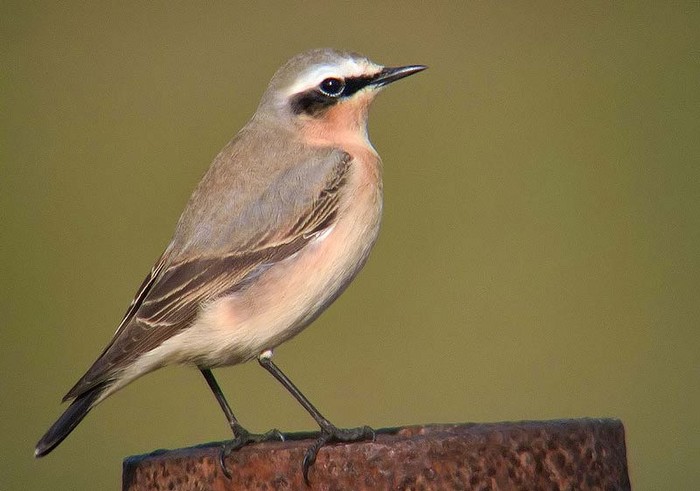 Wheatear