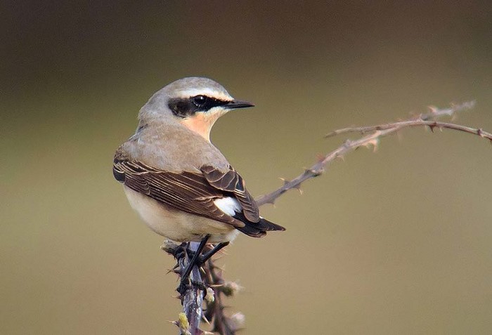 Wheatear